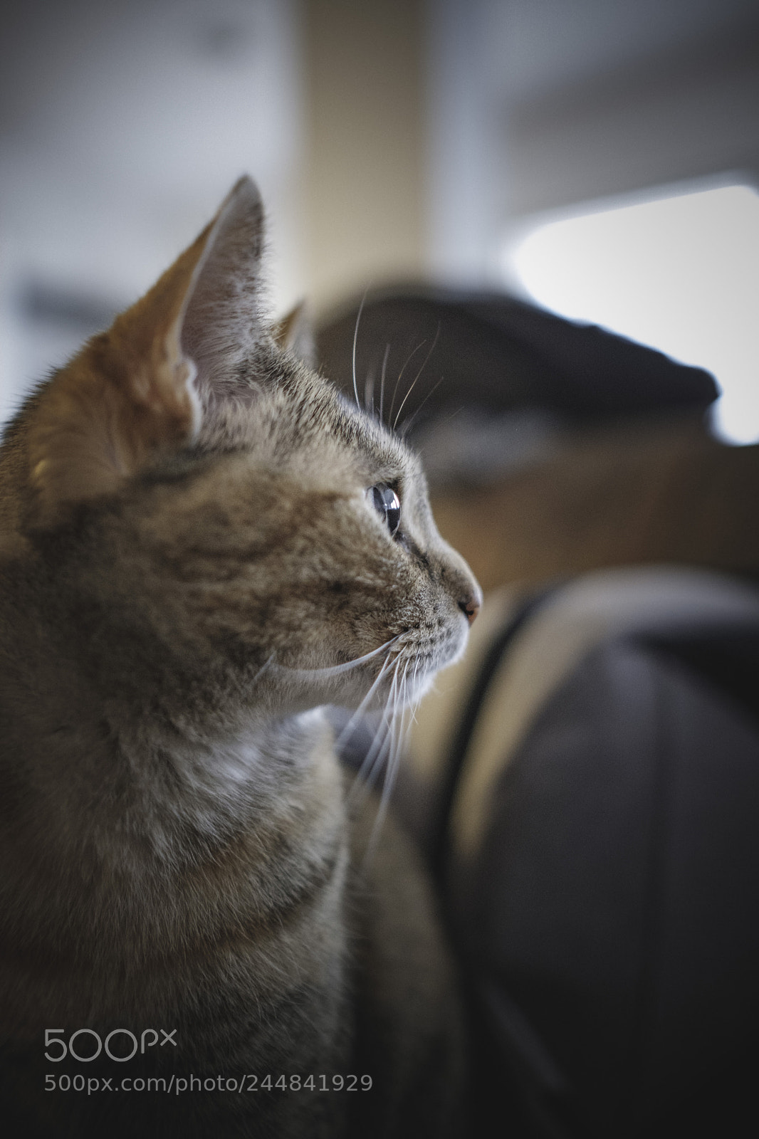 Fujifilm X-T2 sample photo. Lady photography