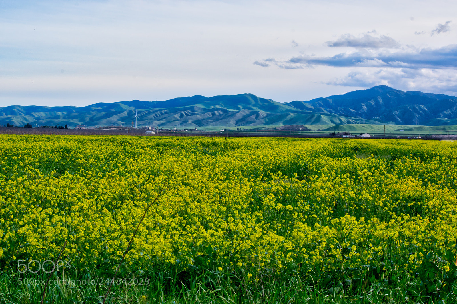 Pentax K-3 sample photo. Flowers photography