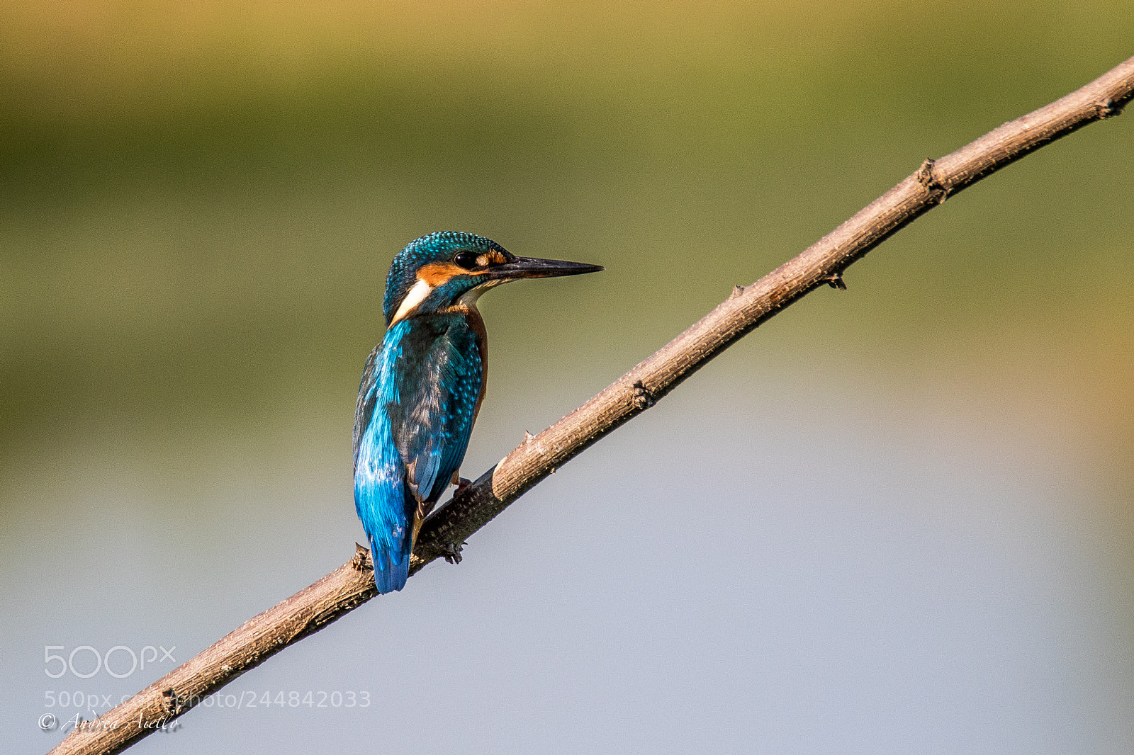 Canon EOS 7D Mark II sample photo. Kingfisher photography