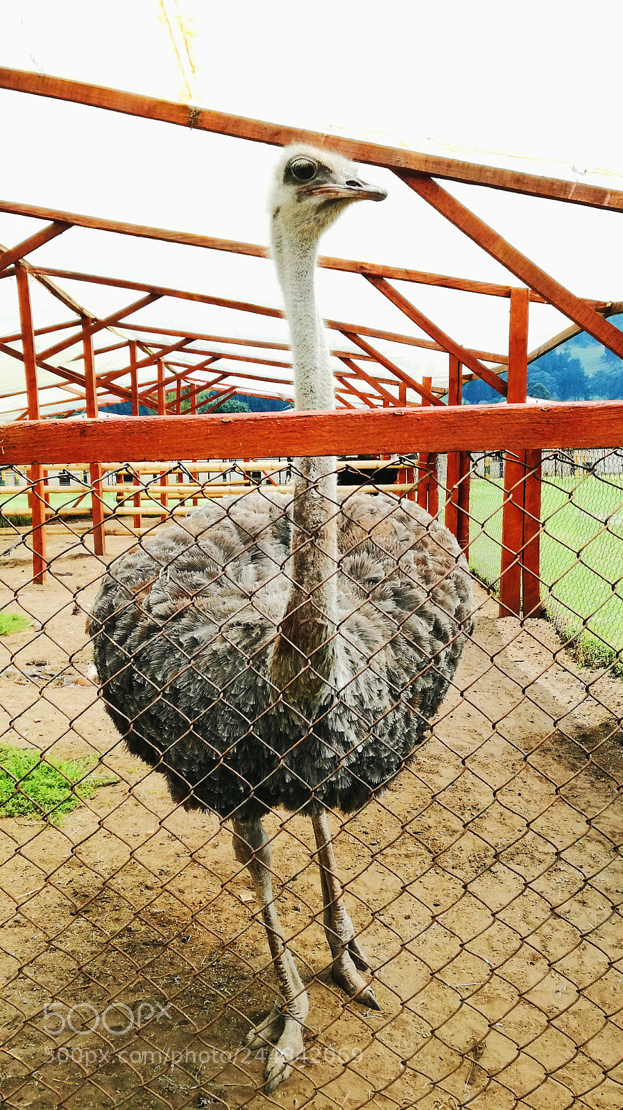 HUAWEI P9 LITE sample photo. Ostrich photography