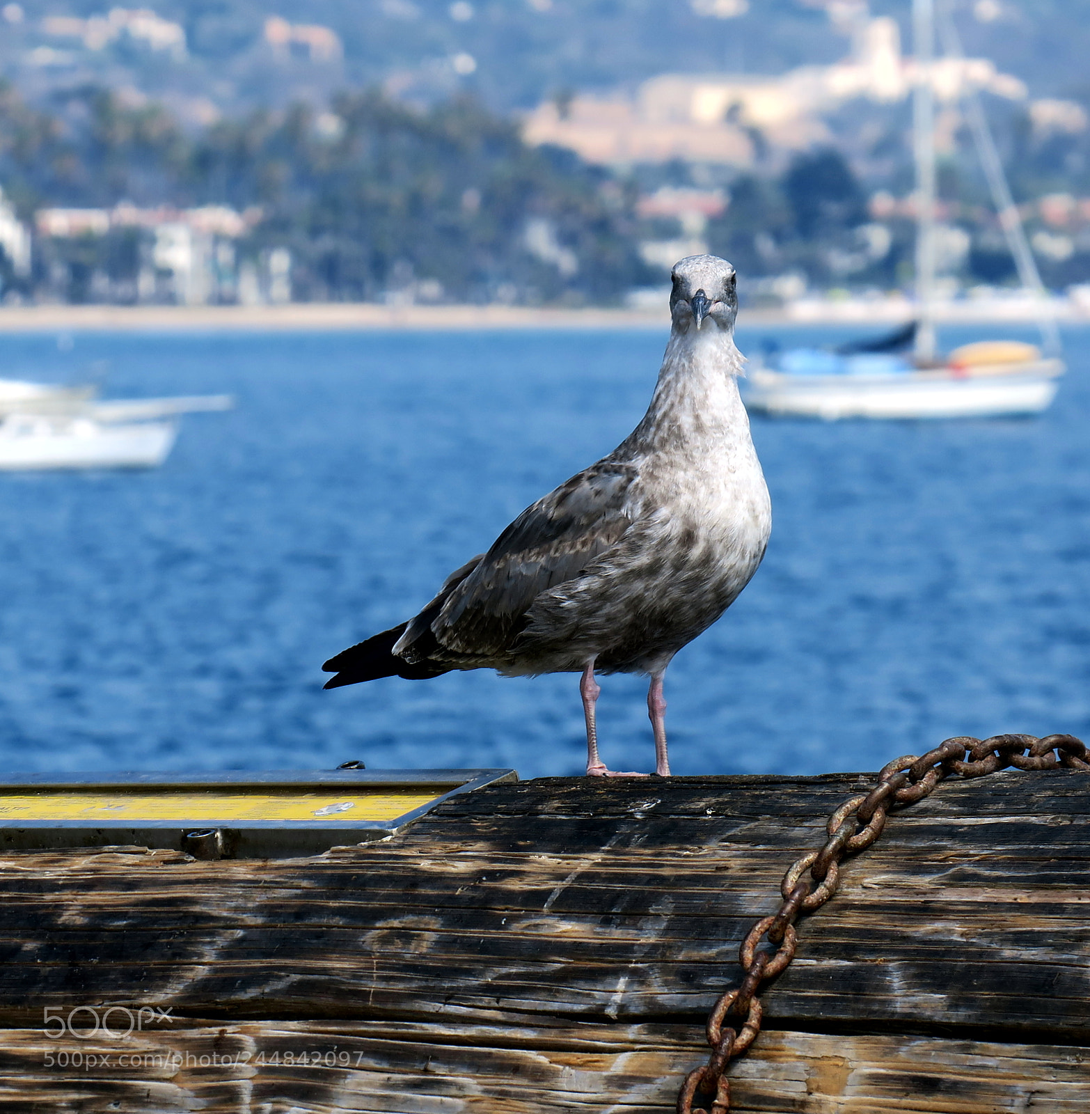 Canon PowerShot G3 X sample photo. Curios seagull photography