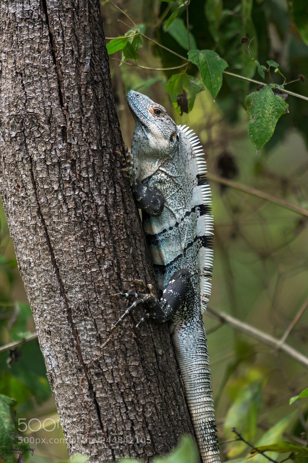Nikon D4 sample photo. Spinytail iguana photography