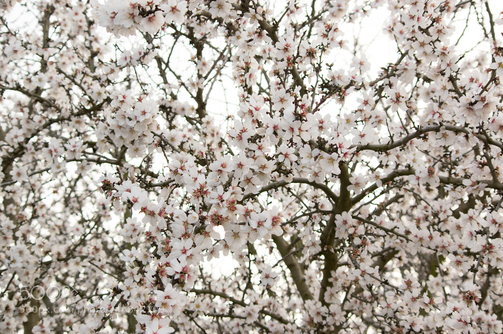 Pentax K-3 sample photo. Tree & flowers photography