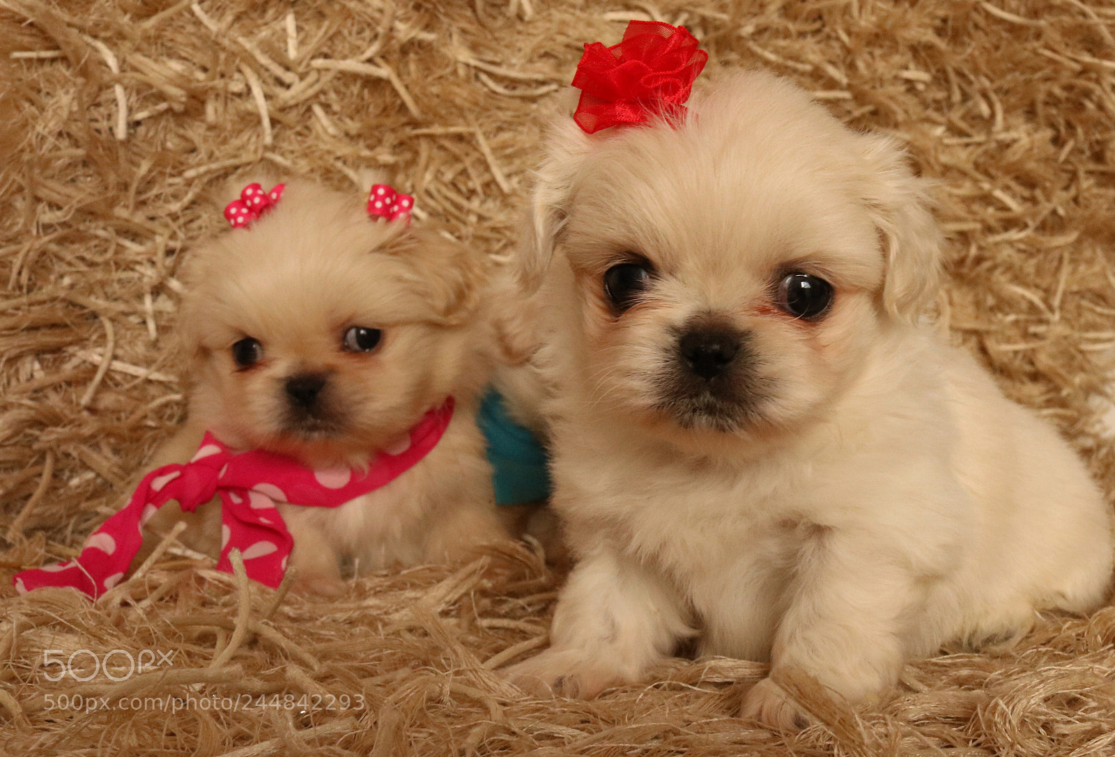 Canon EOS 750D (EOS Rebel T6i / EOS Kiss X8i) sample photo. Sweet pekingeses puppies photography