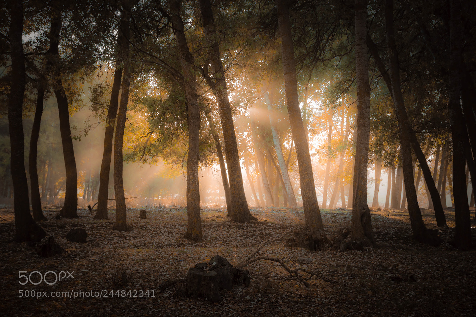 Nikon D7100 sample photo. Mystic hour photography