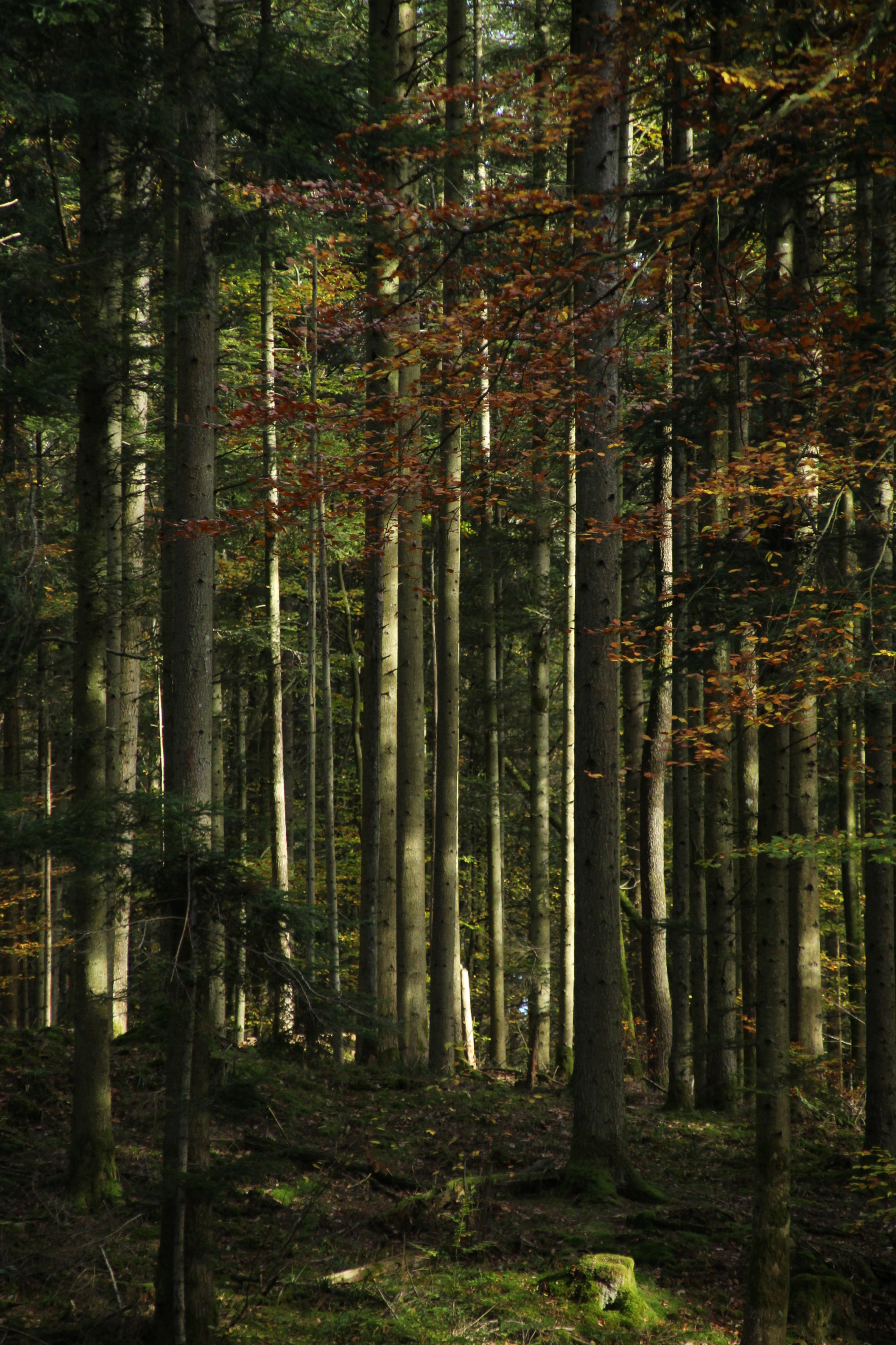 Canon TS-E 90mm F2.8 Tilt-Shift sample photo. Forest with sunshine photography