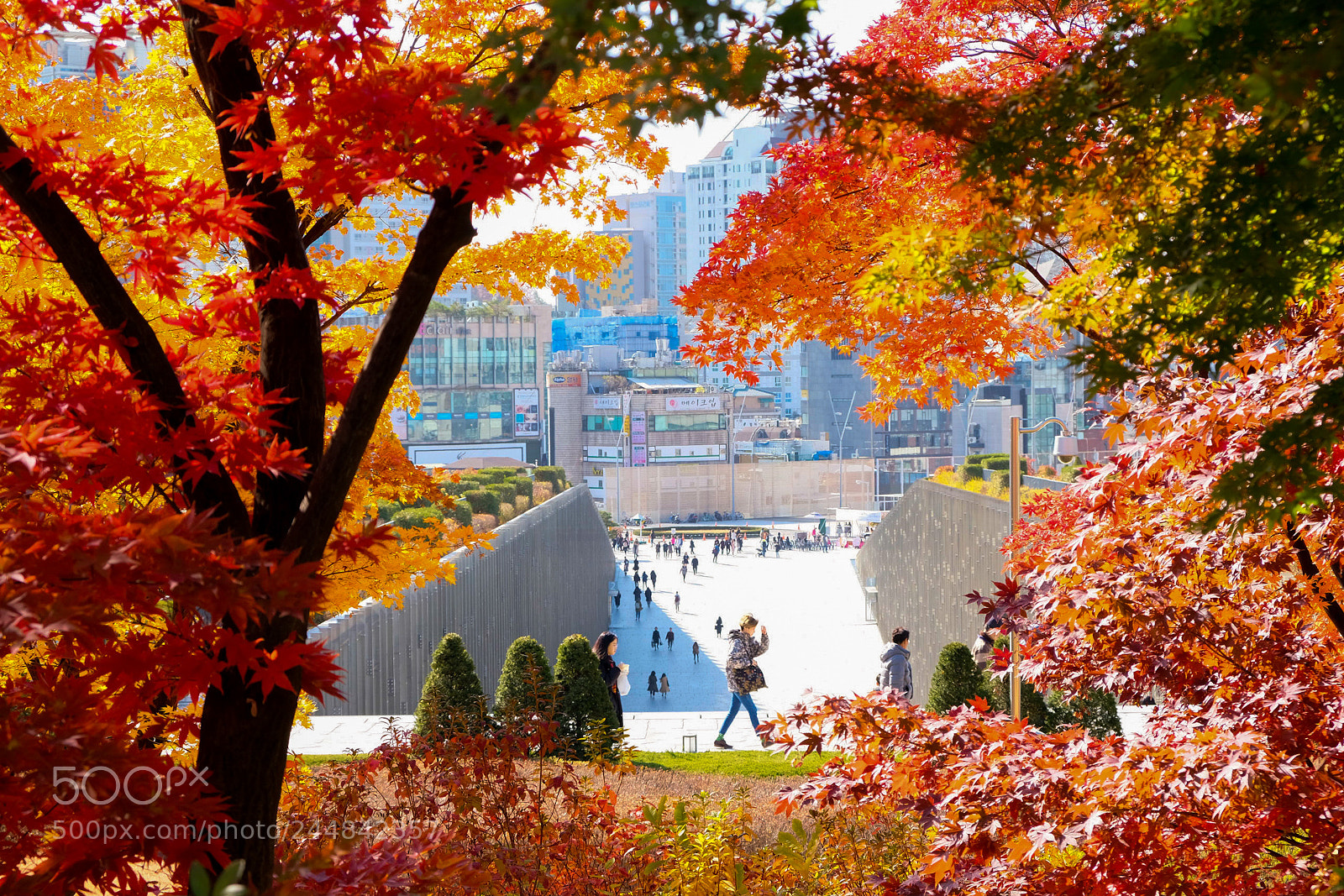 Fujifilm X-T20 sample photo. Autumn in seoul photography