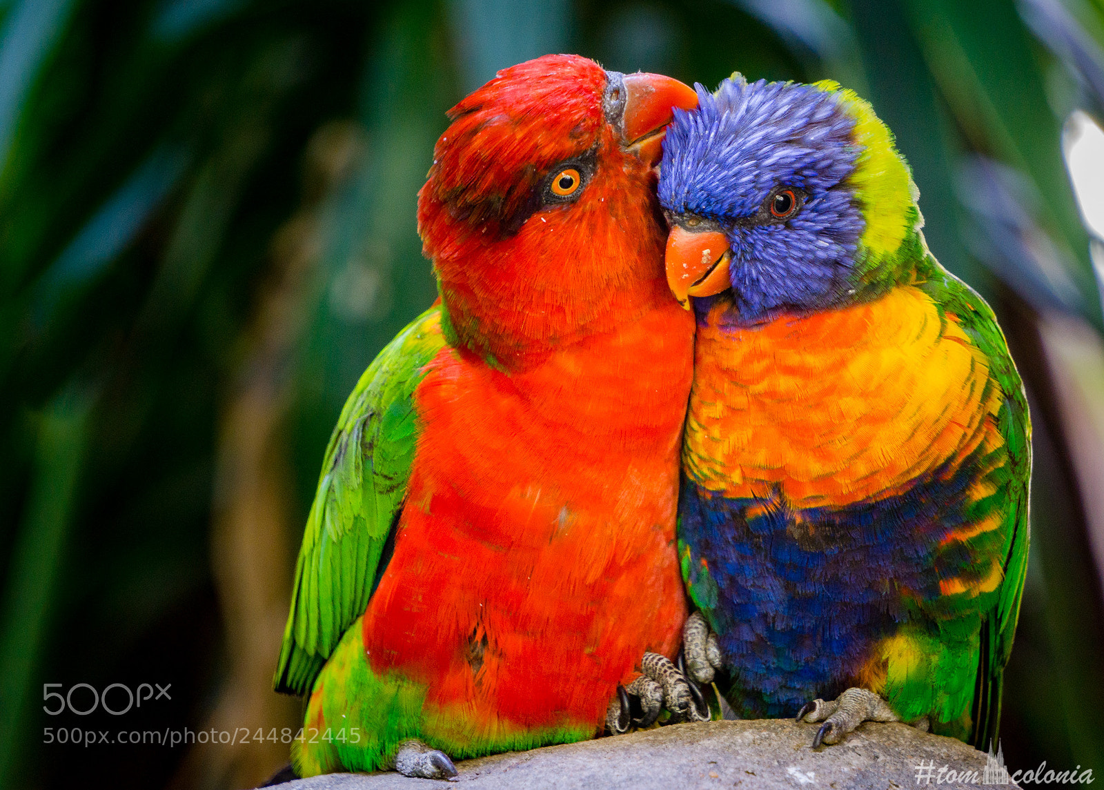 Sony a6000 sample photo. Loving lorikeets photography