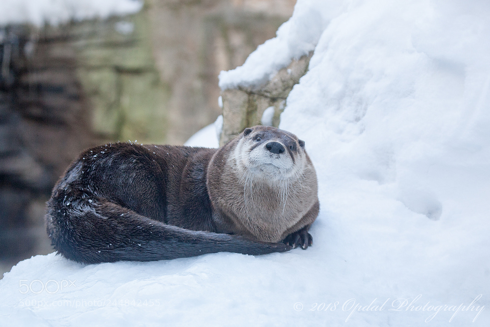 Canon EOS 5D sample photo. Otter photography