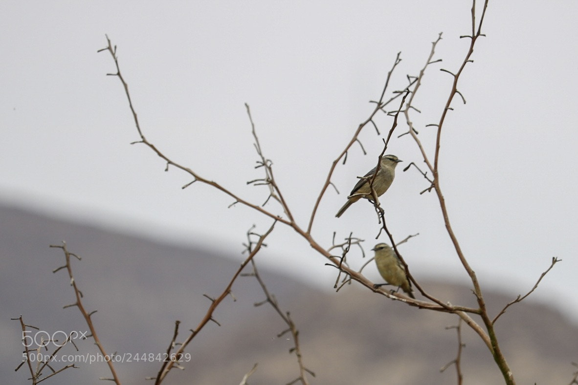 Canon EOS 750D (EOS Rebel T6i / EOS Kiss X8i) sample photo. Aves de huaral photography