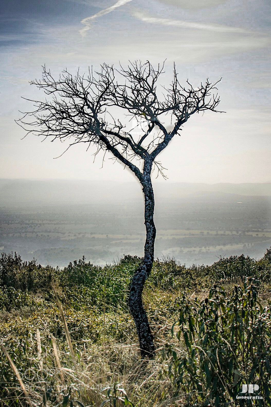 Nikon D500 sample photo. The tree of the photography