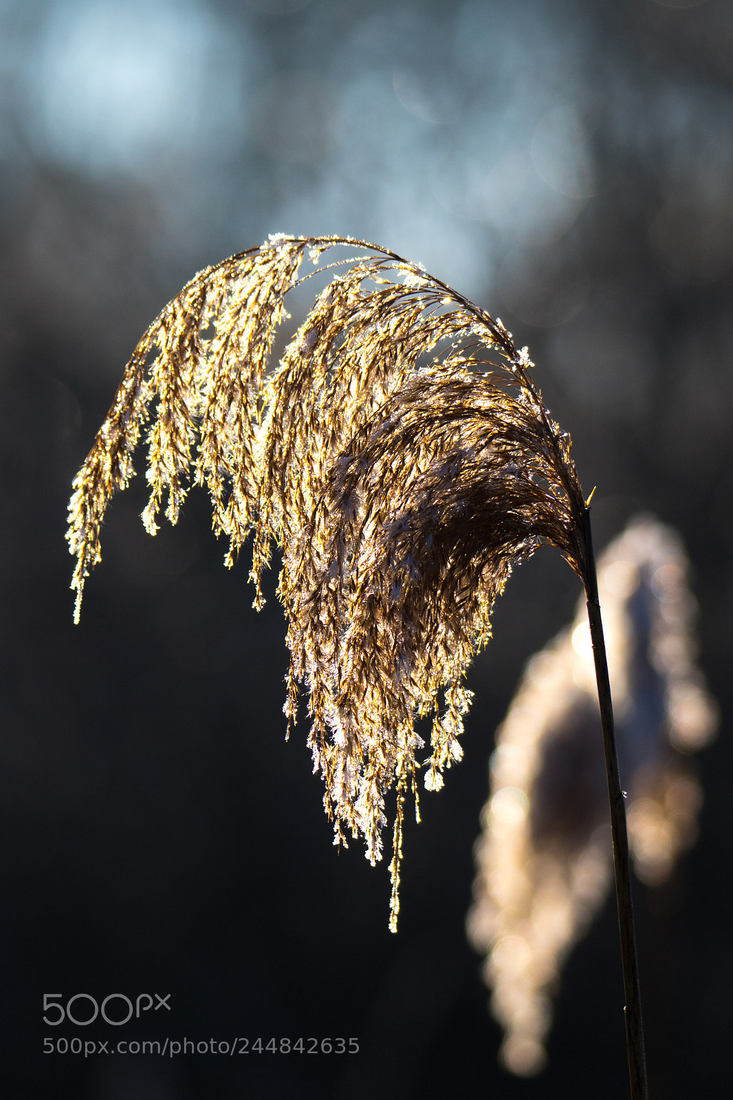 Canon EOS 7D Mark II sample photo. Winter  lights photography