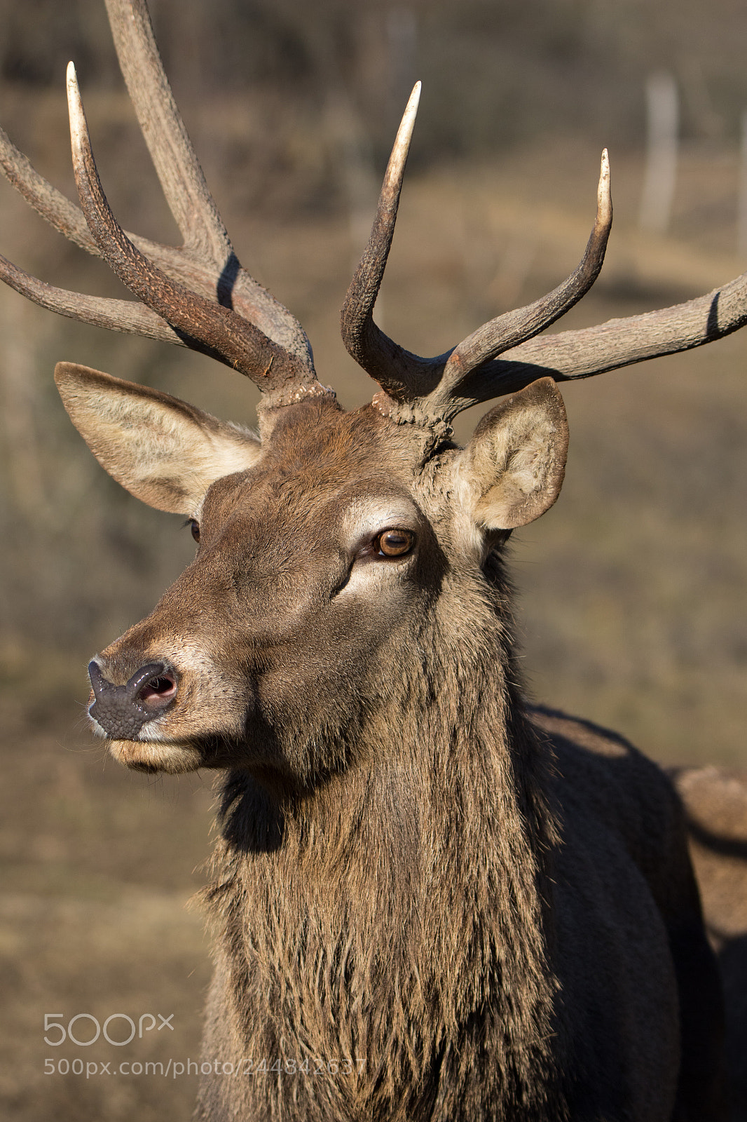 Canon EOS 7D Mark II sample photo. Portrait of a deer photography