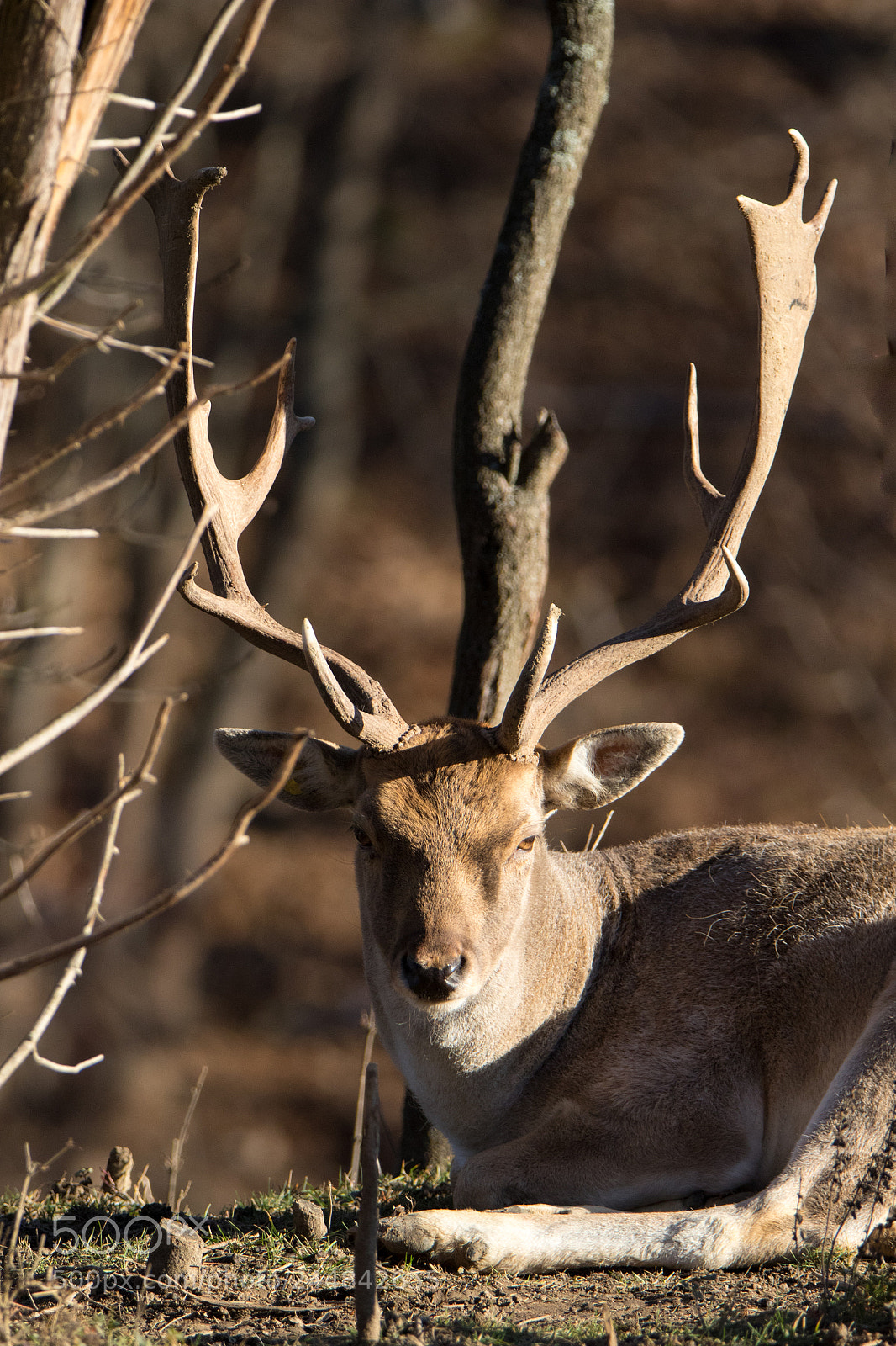 Canon EOS 7D Mark II sample photo. Fallow deer photography