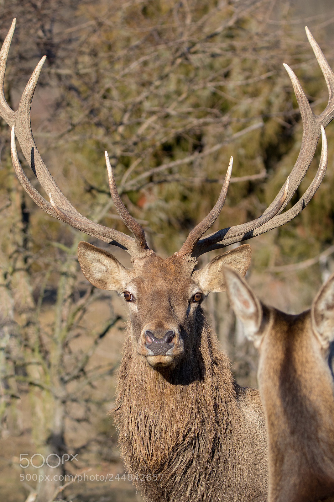Canon EOS 7D Mark II sample photo. Deer photography
