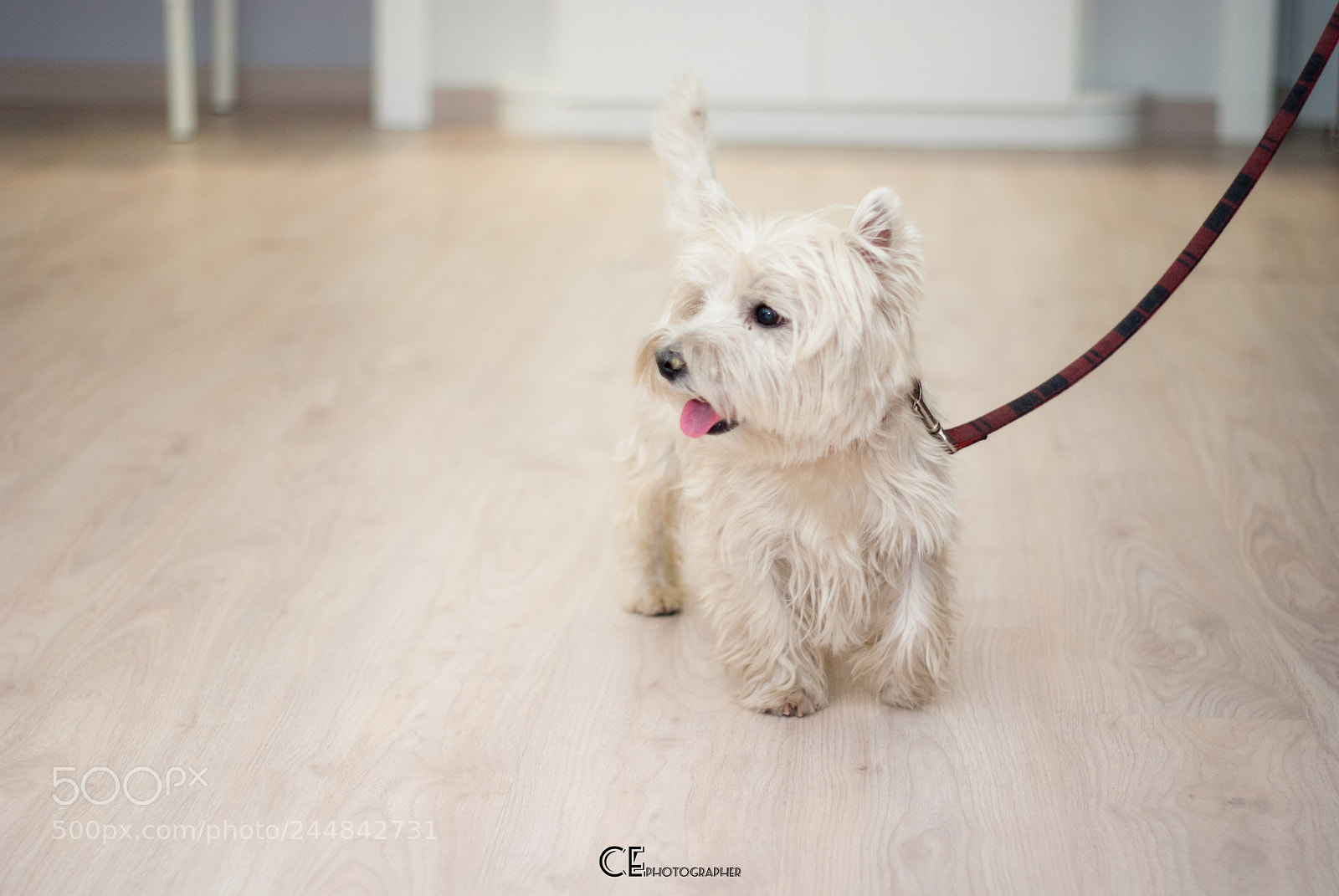 Sony Alpha DSLR-A200 sample photo. Nick photography