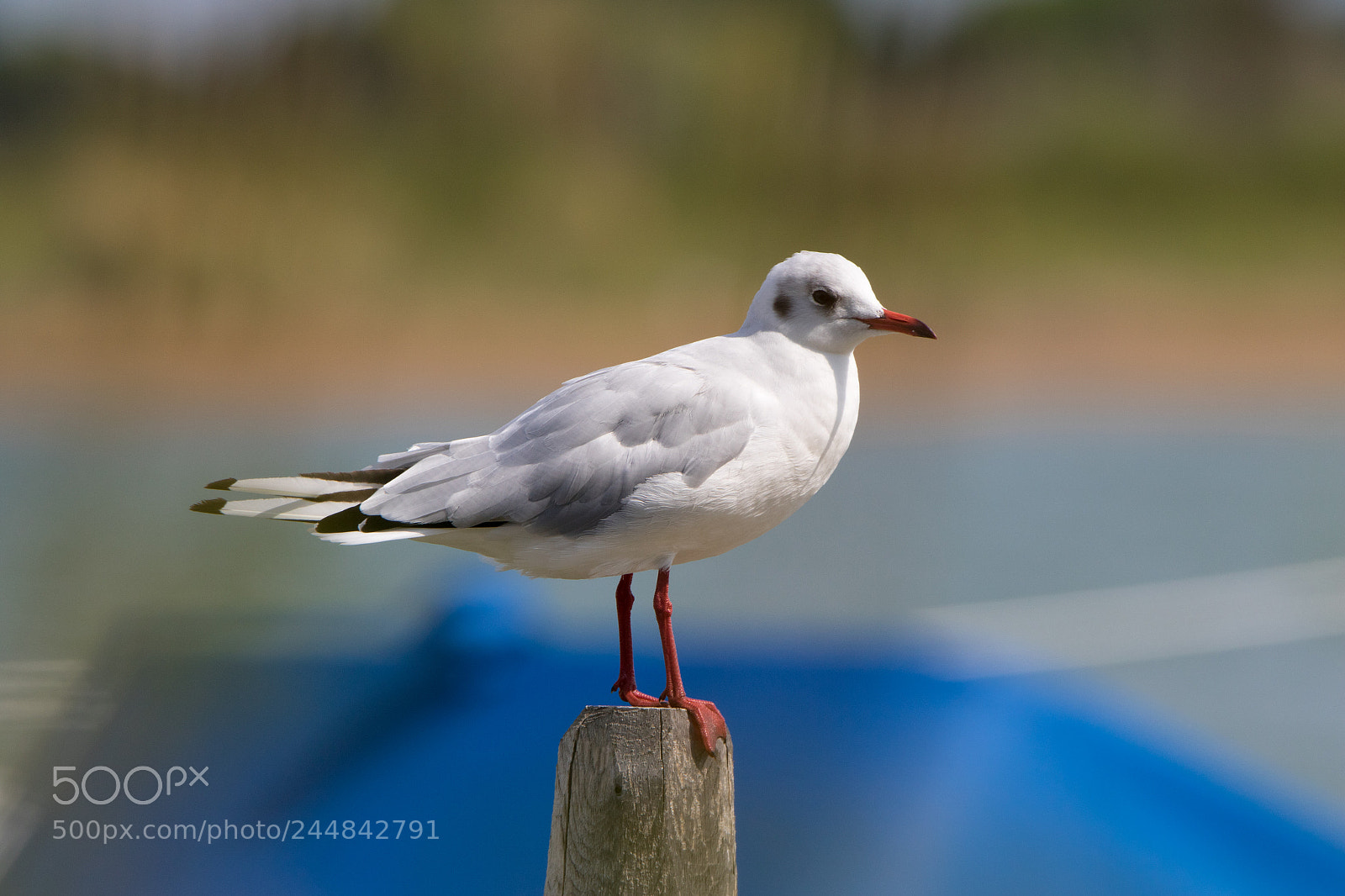 Canon EOS 7D Mark II sample photo. Seagull photography
