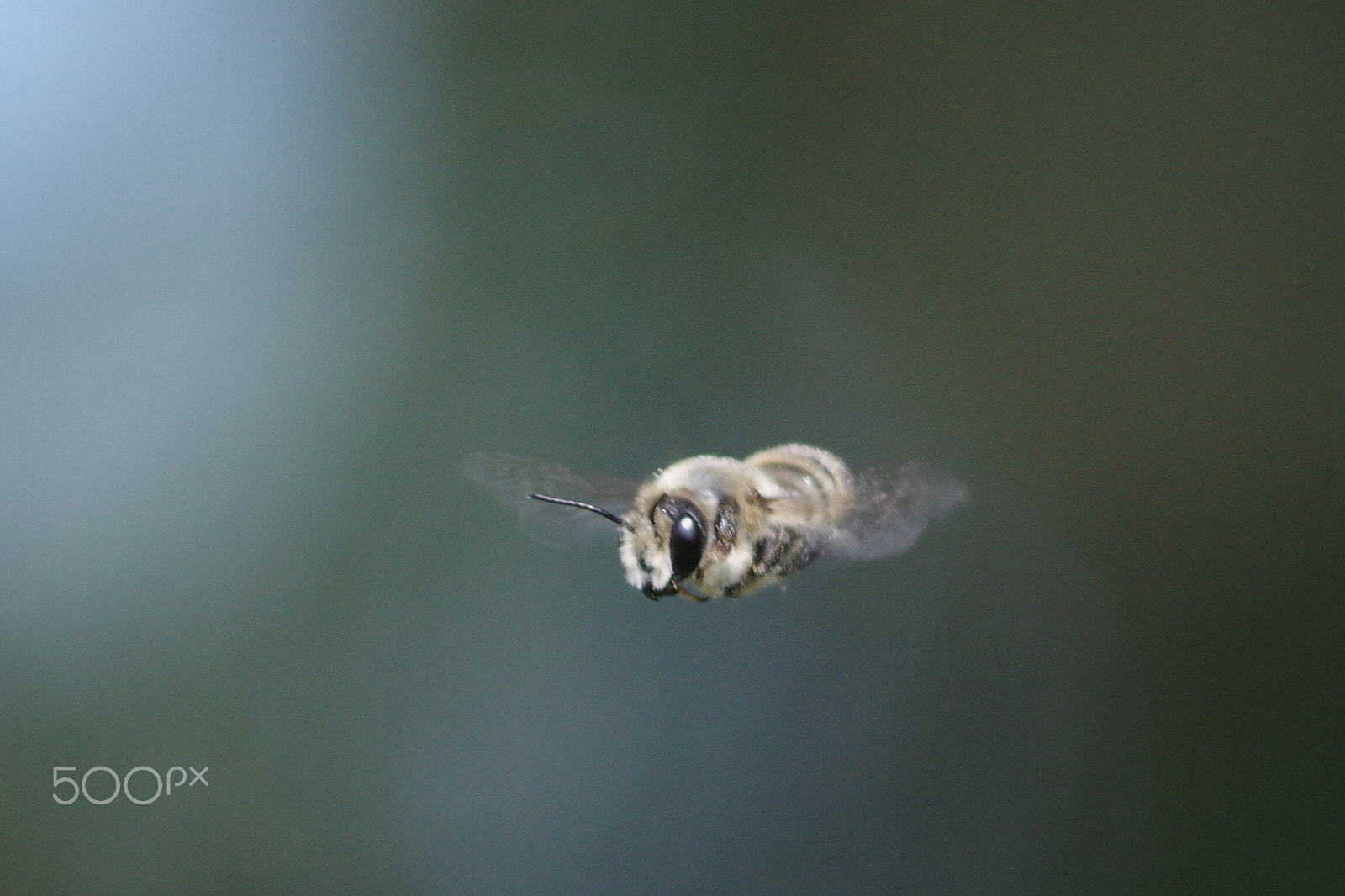 Pentax smc DA 55-300mm F4.0-5.8 ED sample photo. Fly photography