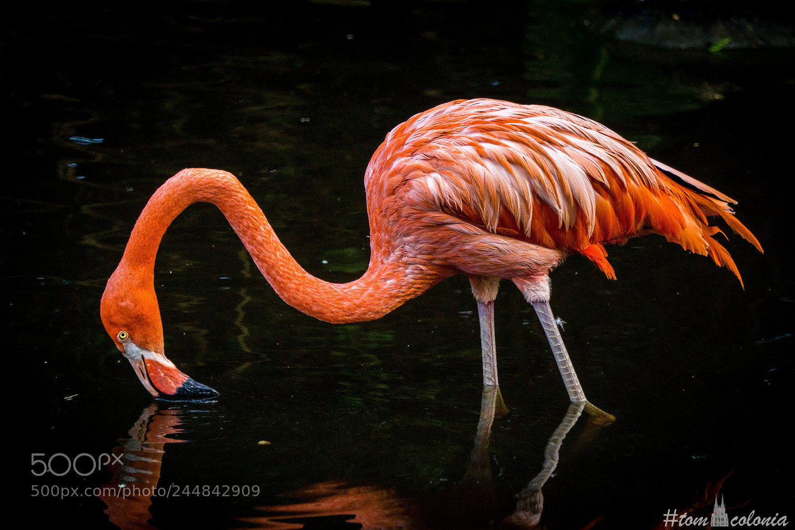 Sony a6000 sample photo. Flamingo in black photography