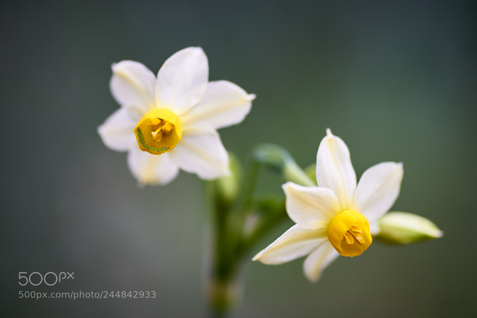 Sony a7R II sample photo. Smile photography