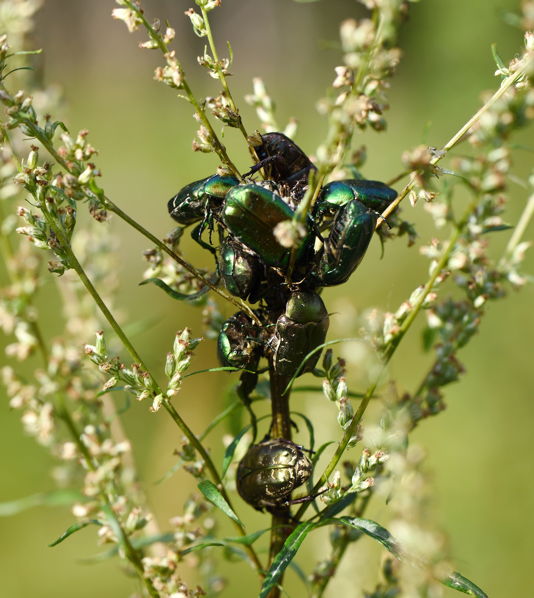 Nikon AF-S Micro-Nikkor 105mm F2.8G IF-ED VR sample photo. The meeting cetonia aurata photography