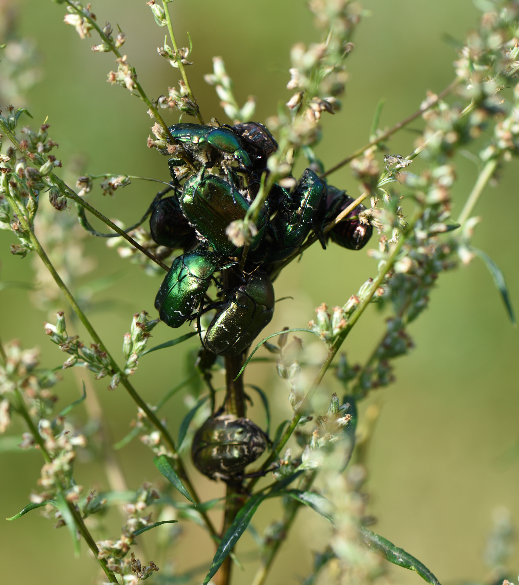Nikon AF-S Micro-Nikkor 105mm F2.8G IF-ED VR sample photo. The meeting cetonia aurata photography