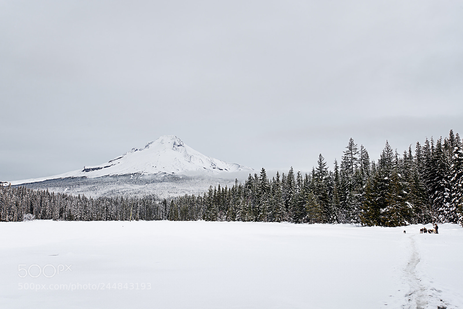 Nikon D800E sample photo. Mt hood photography
