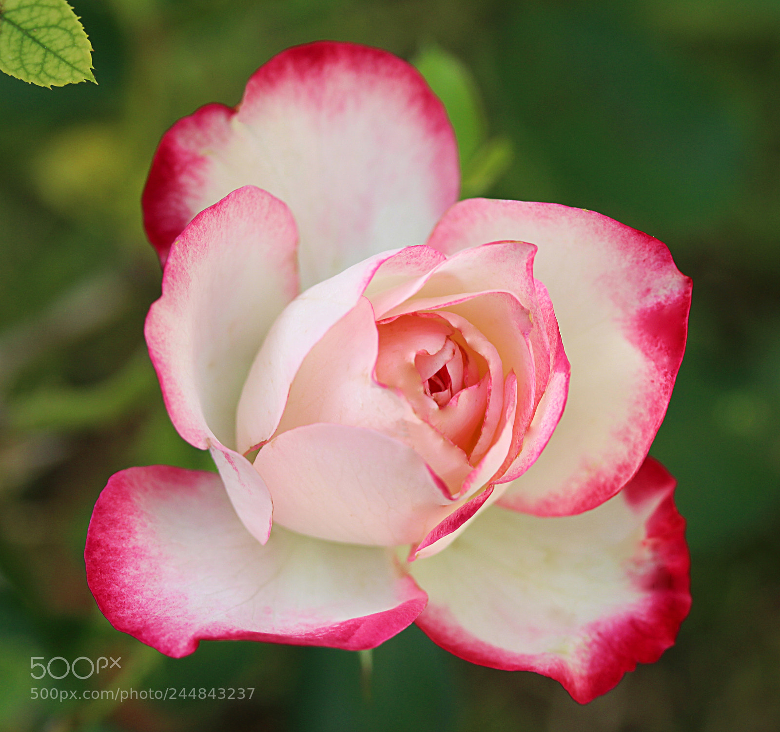 Canon EOS 650D (EOS Rebel T4i / EOS Kiss X6i) sample photo. Cherry parfait rose 1 photography