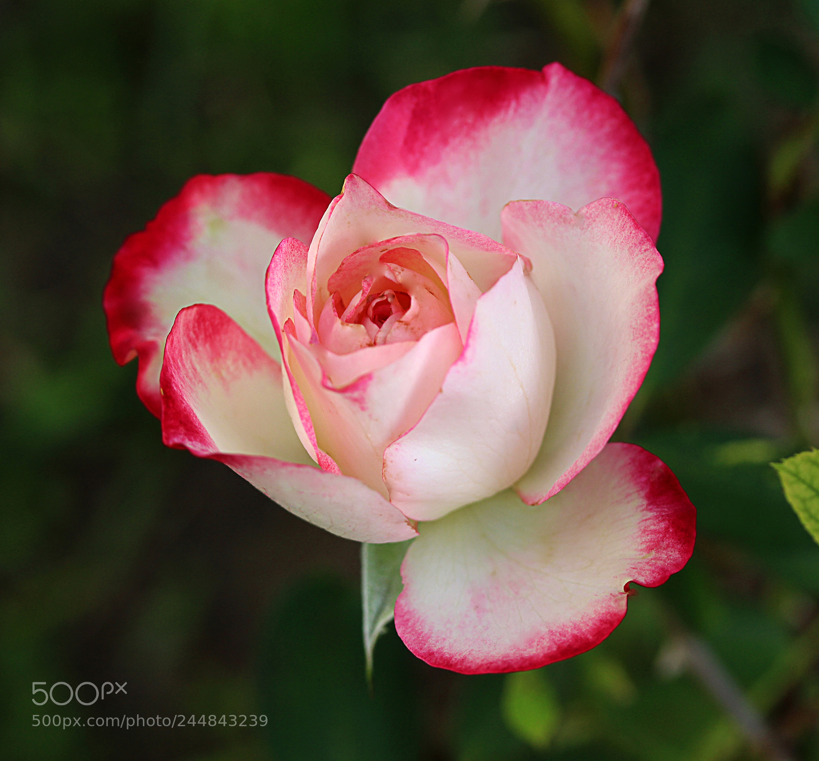 Canon EOS 650D (EOS Rebel T4i / EOS Kiss X6i) sample photo. Cherry parfait rose 2 photography