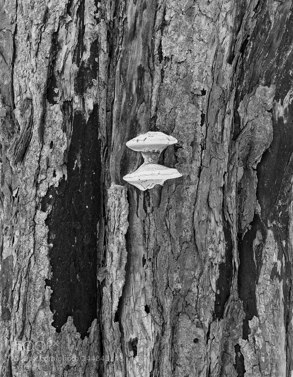 Olympus OM-D E-M1 sample photo. Tree photography
