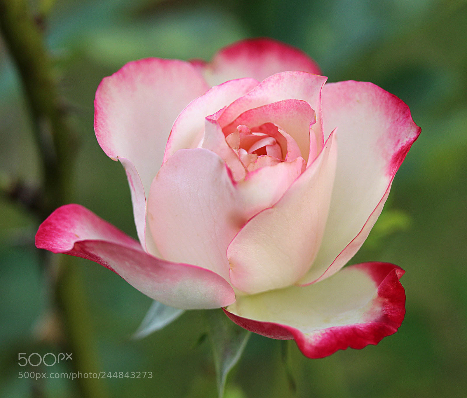 Canon EOS 650D (EOS Rebel T4i / EOS Kiss X6i) sample photo. Cherry parfait rose 4 photography