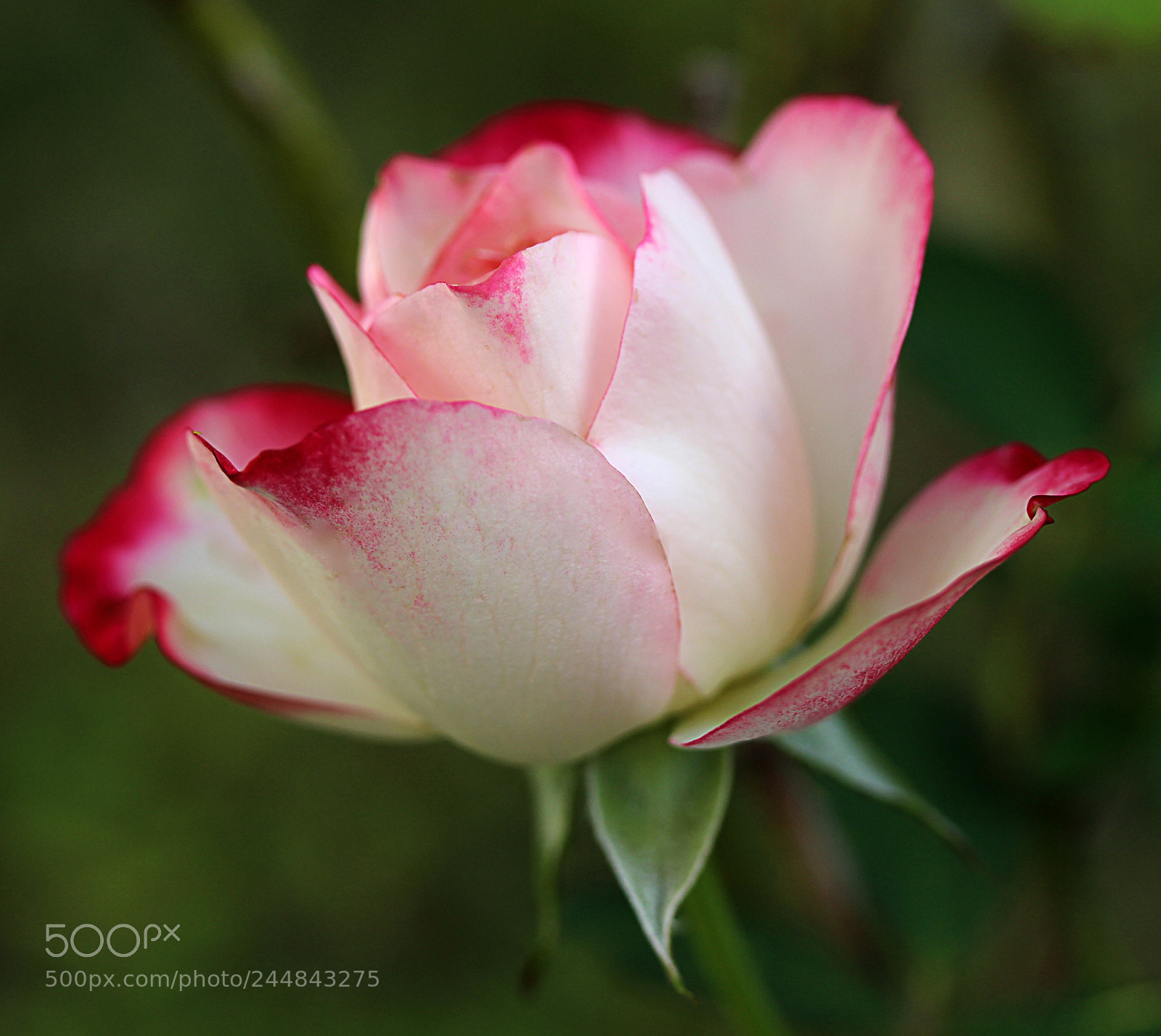 Canon EOS 650D (EOS Rebel T4i / EOS Kiss X6i) sample photo. Cherry parfait rose 3 photography