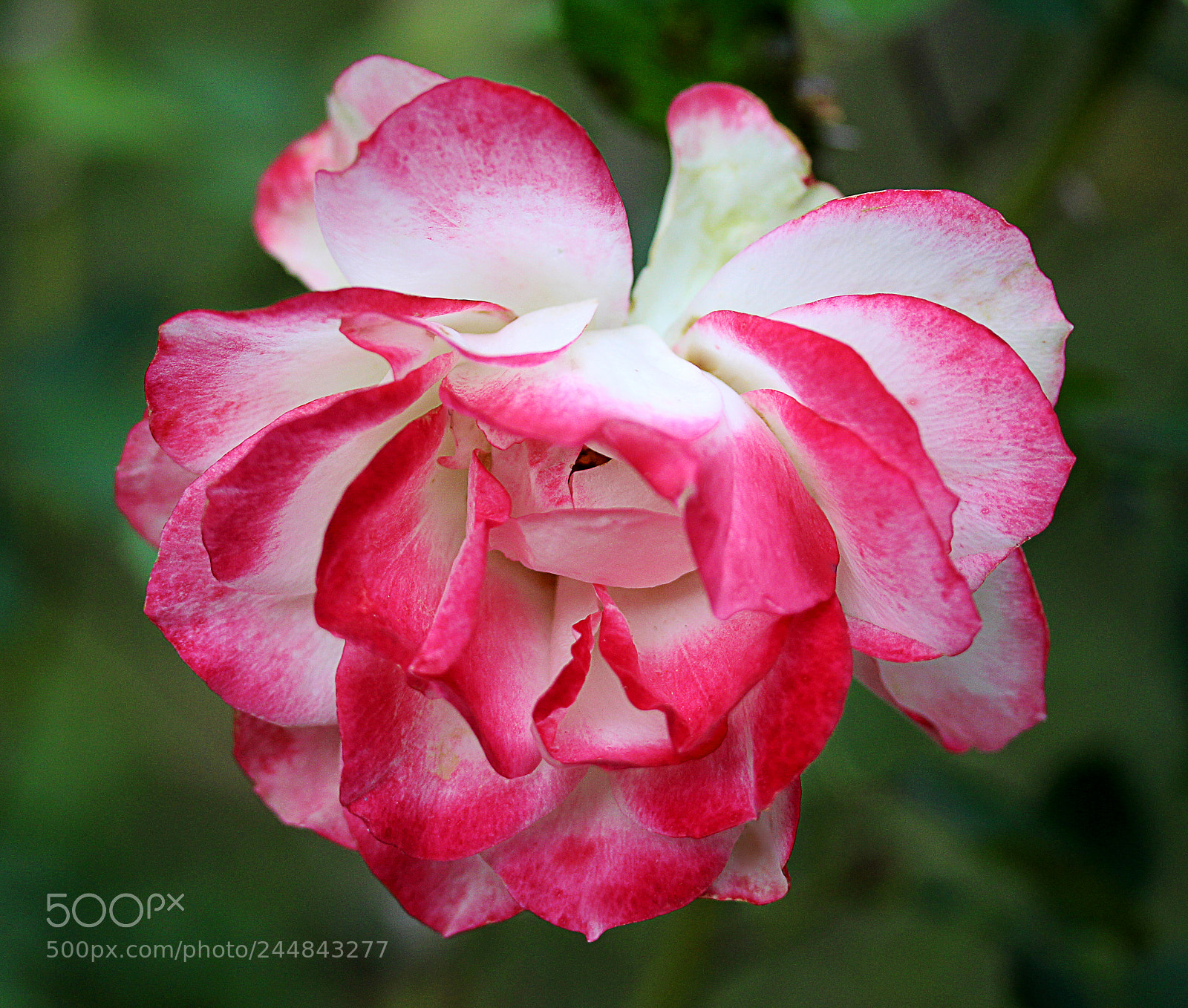 Canon EOS 650D (EOS Rebel T4i / EOS Kiss X6i) sample photo. Cherry parfait rose 5 photography