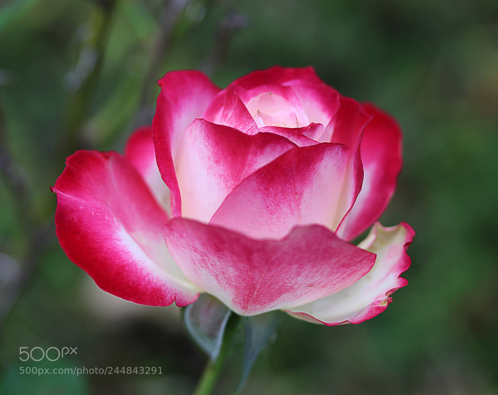 Canon EOS 650D (EOS Rebel T4i / EOS Kiss X6i) sample photo. Cherry parfait rose 8 photography