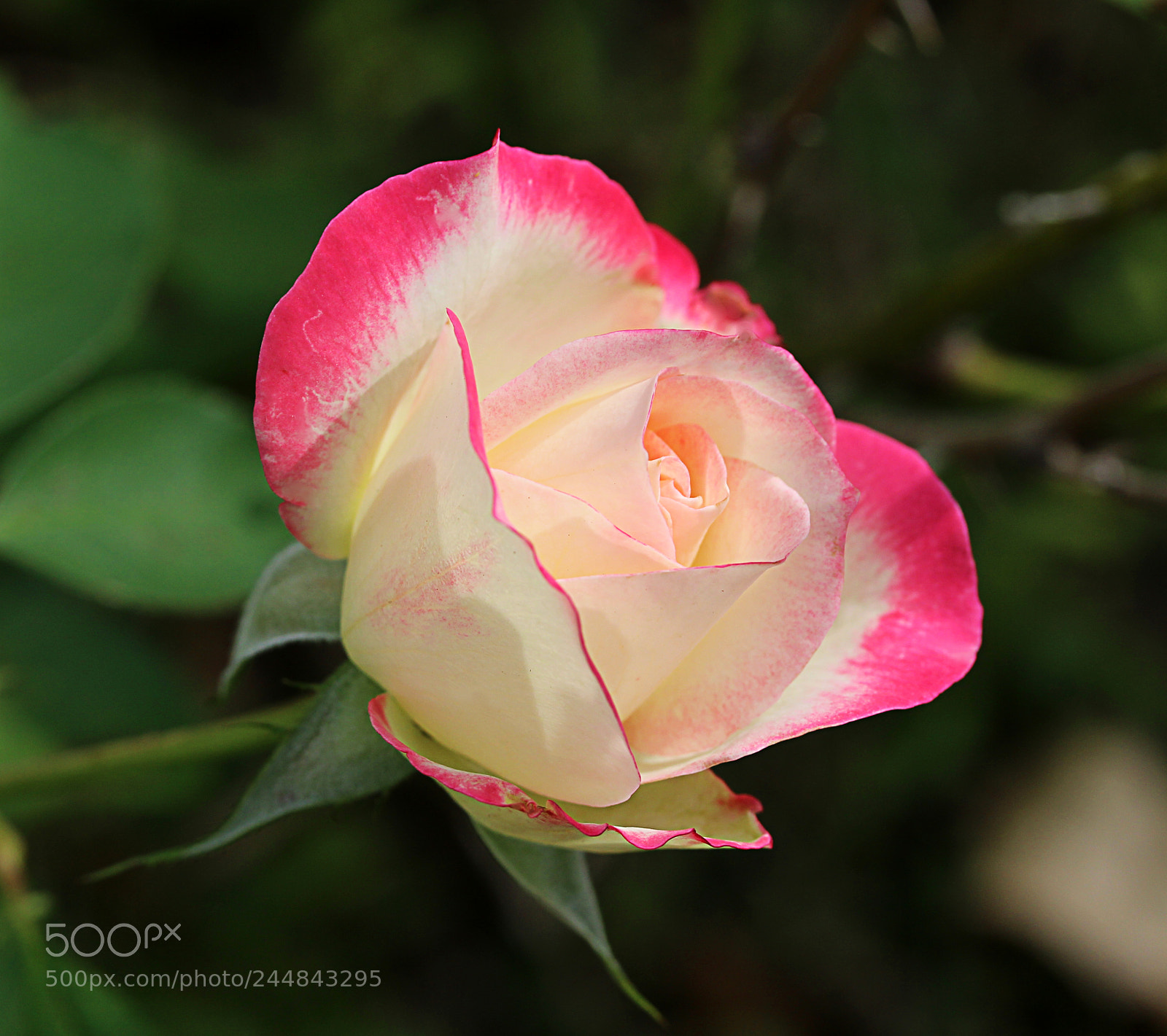 Canon EOS 650D (EOS Rebel T4i / EOS Kiss X6i) sample photo. Cherry parfait rose 7 photography