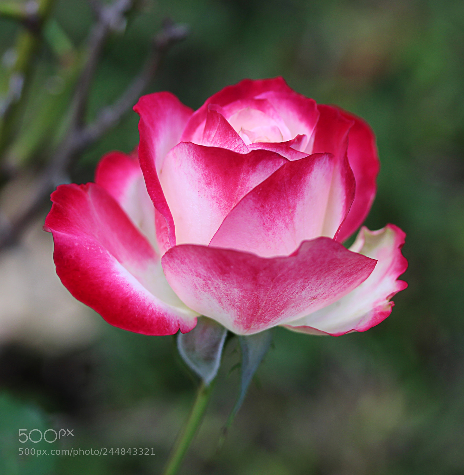 Canon EOS 650D (EOS Rebel T4i / EOS Kiss X6i) sample photo. Cherry parfait rose 9 photography