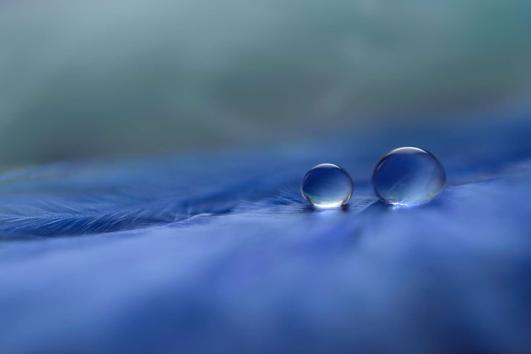 Sigma 105mm F2.8 EX DG OS HSM sample photo. Into the blue photography