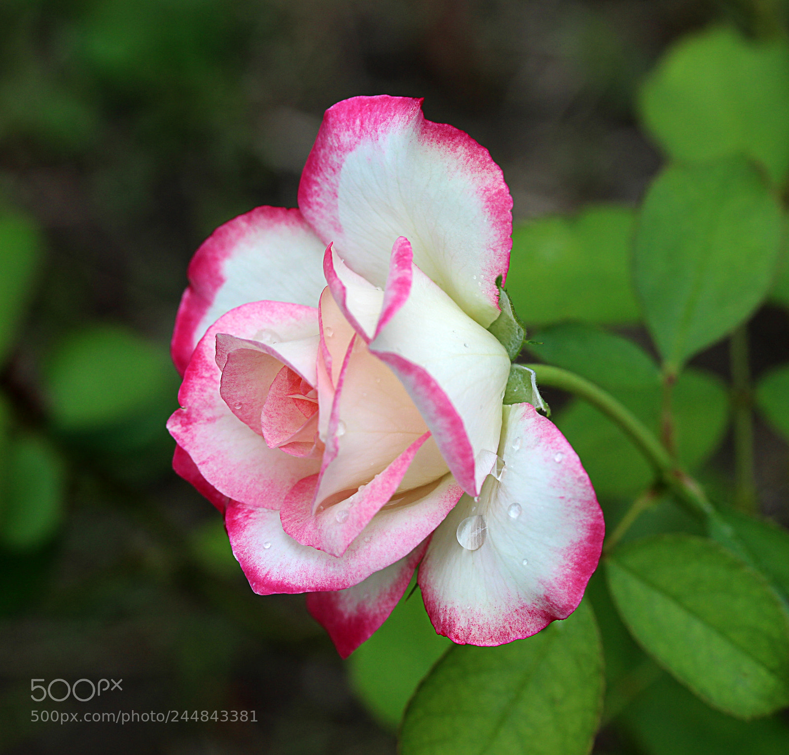 Canon EOS 650D (EOS Rebel T4i / EOS Kiss X6i) sample photo. Cherry parfait rose 10 photography