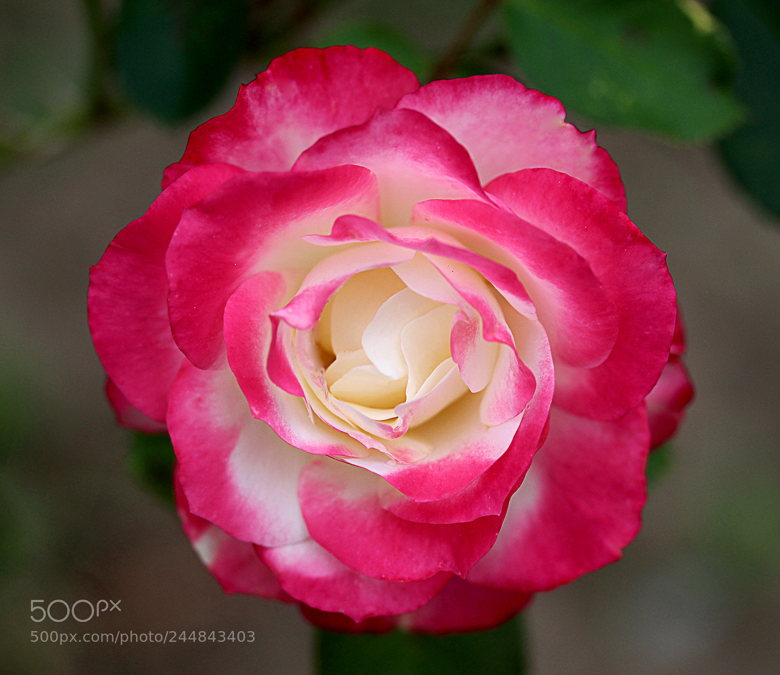 Canon EOS 650D (EOS Rebel T4i / EOS Kiss X6i) sample photo. Cherry parfait rose 13 photography