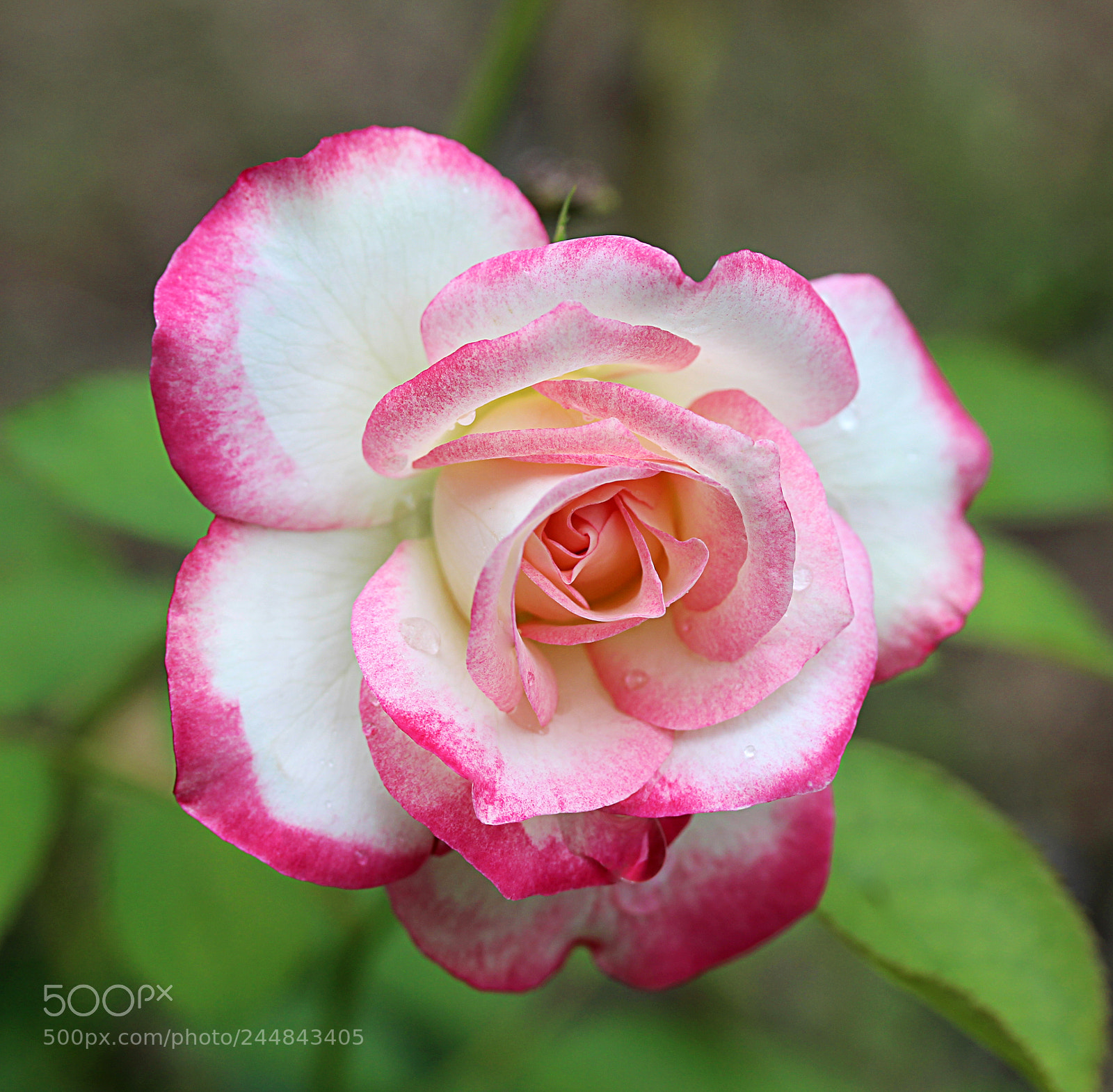 Canon EOS 650D (EOS Rebel T4i / EOS Kiss X6i) sample photo. Cherry parfait rose 11 photography