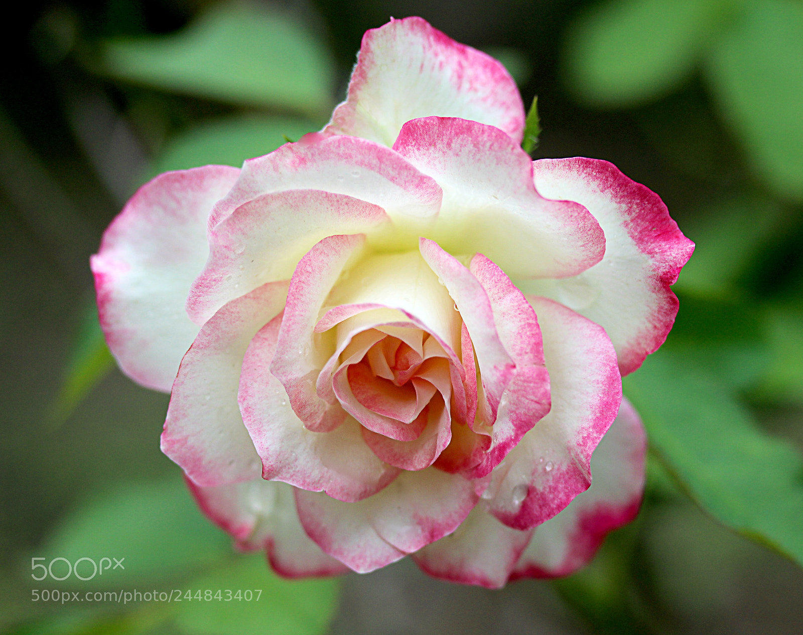 Canon EOS 650D (EOS Rebel T4i / EOS Kiss X6i) sample photo. Cherry parfait rose 12 photography