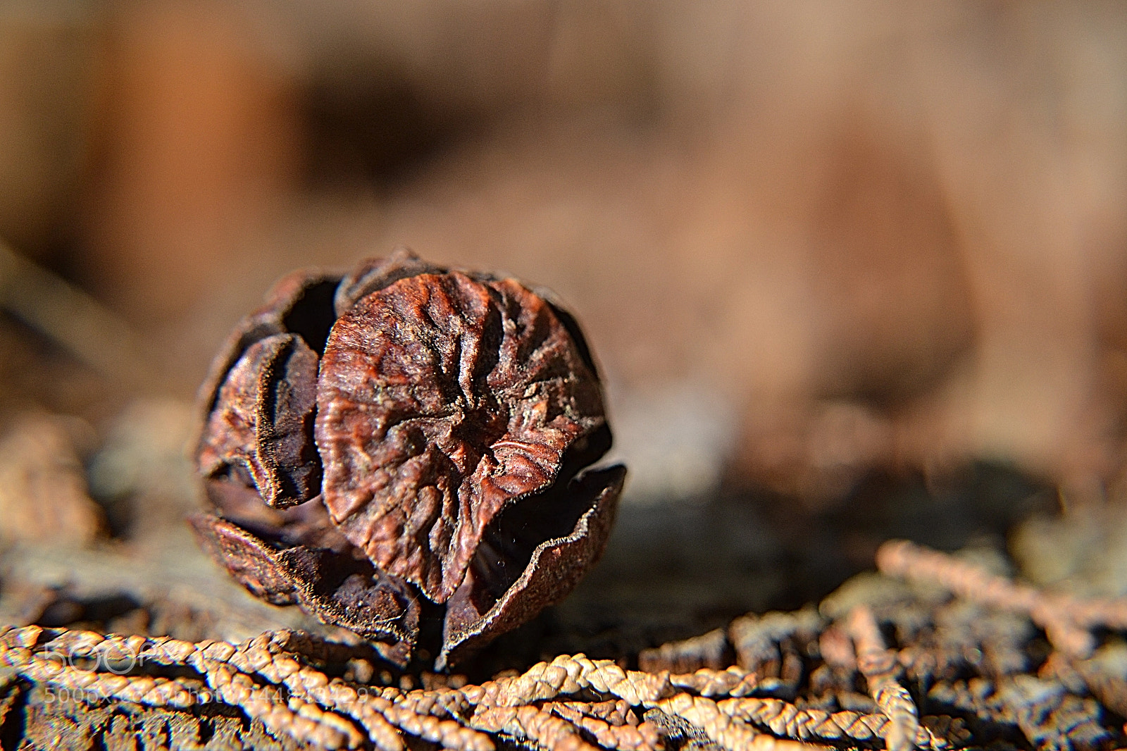 Nikon D3100 sample photo. Cyprès pine cone photography