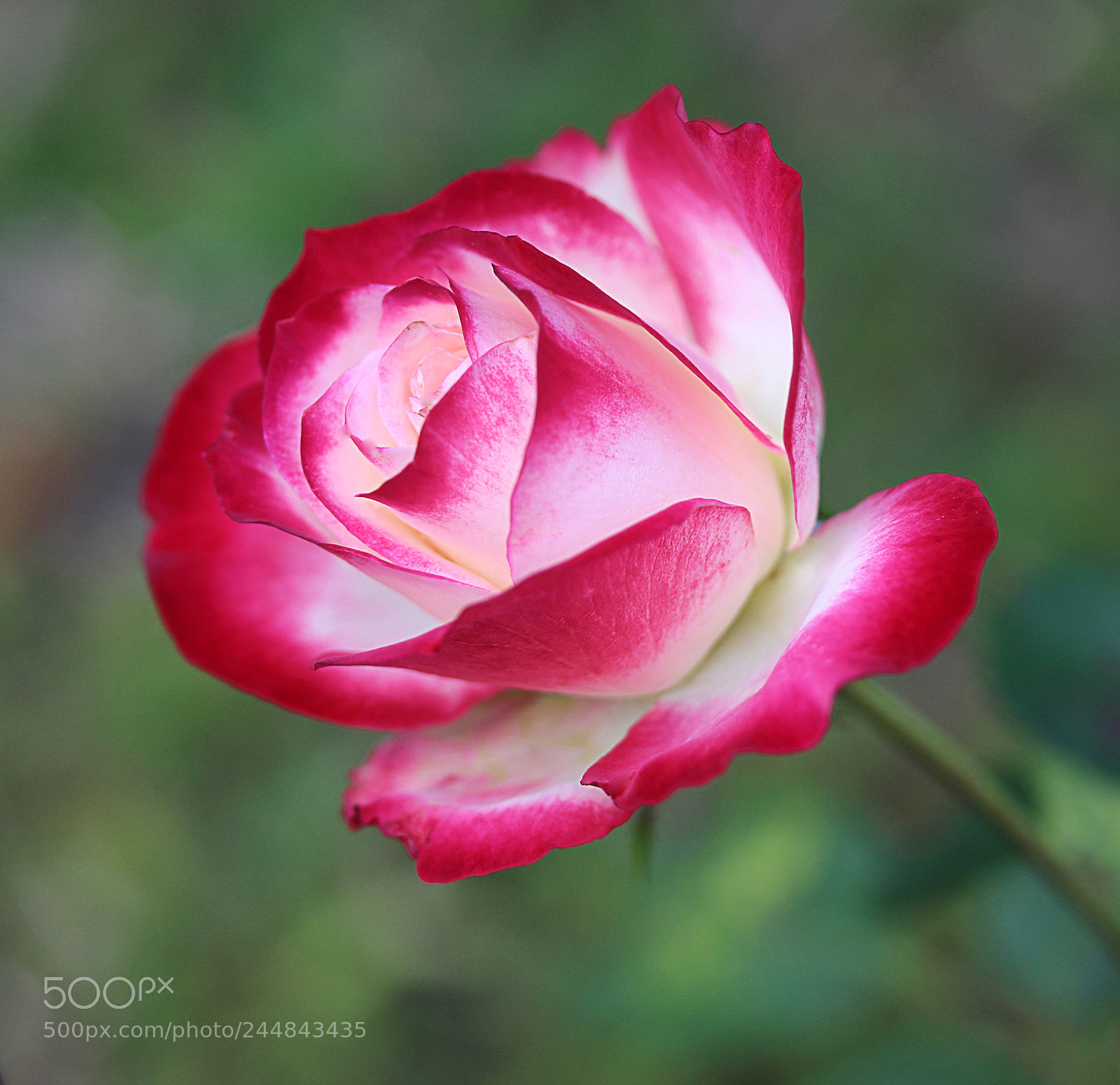 Canon EOS 650D (EOS Rebel T4i / EOS Kiss X6i) sample photo. Cherry parfait rose 14 photography