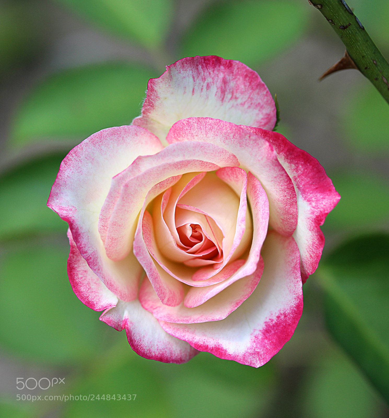 Canon EOS 650D (EOS Rebel T4i / EOS Kiss X6i) sample photo. Cherry parfait rose 15 photography