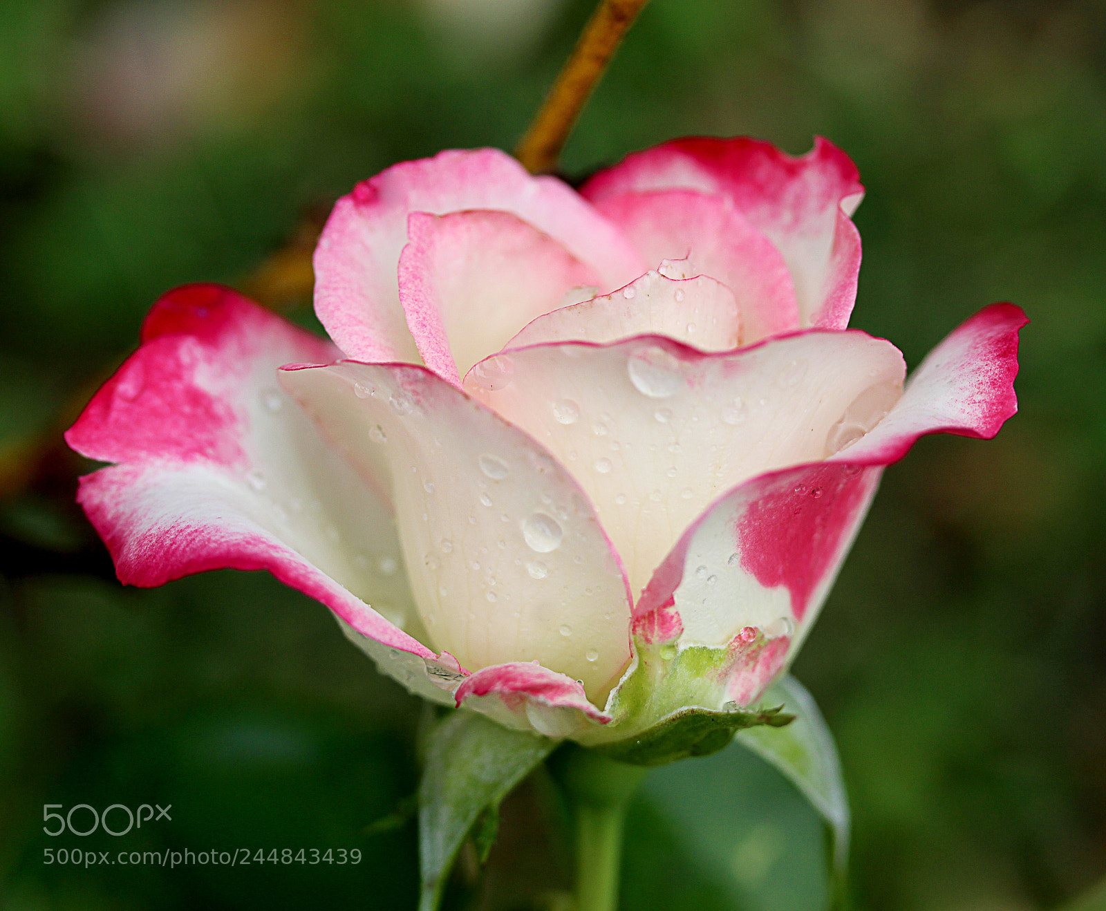 Canon EOS 650D (EOS Rebel T4i / EOS Kiss X6i) sample photo. Cherry parfait rose 16 photography