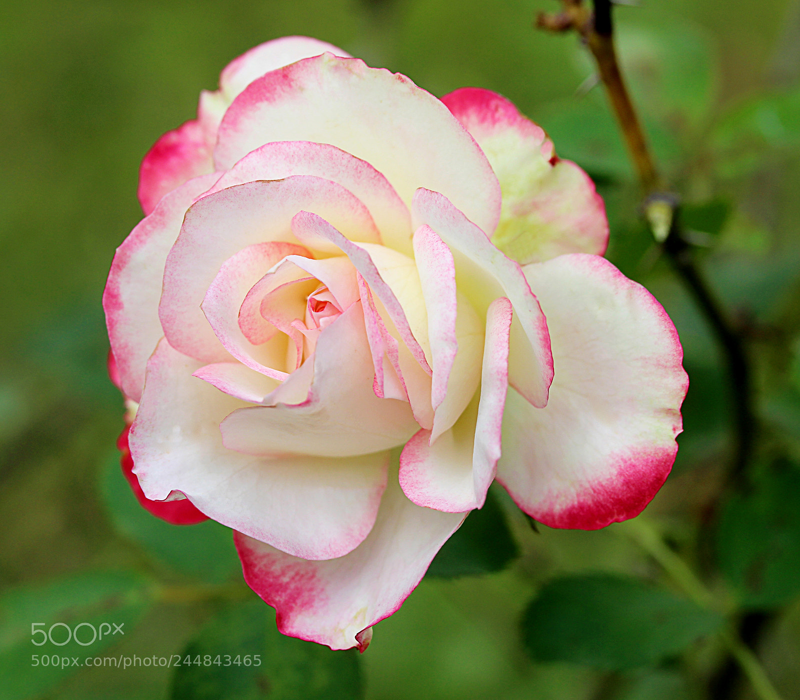 Canon EOS 650D (EOS Rebel T4i / EOS Kiss X6i) sample photo. Cherry parfait rose17 photography