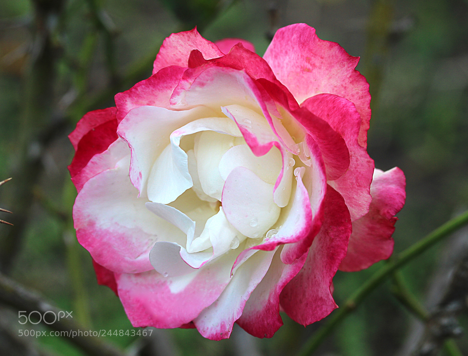 Canon EOS 650D (EOS Rebel T4i / EOS Kiss X6i) sample photo. Cherry parfait rose 18 photography