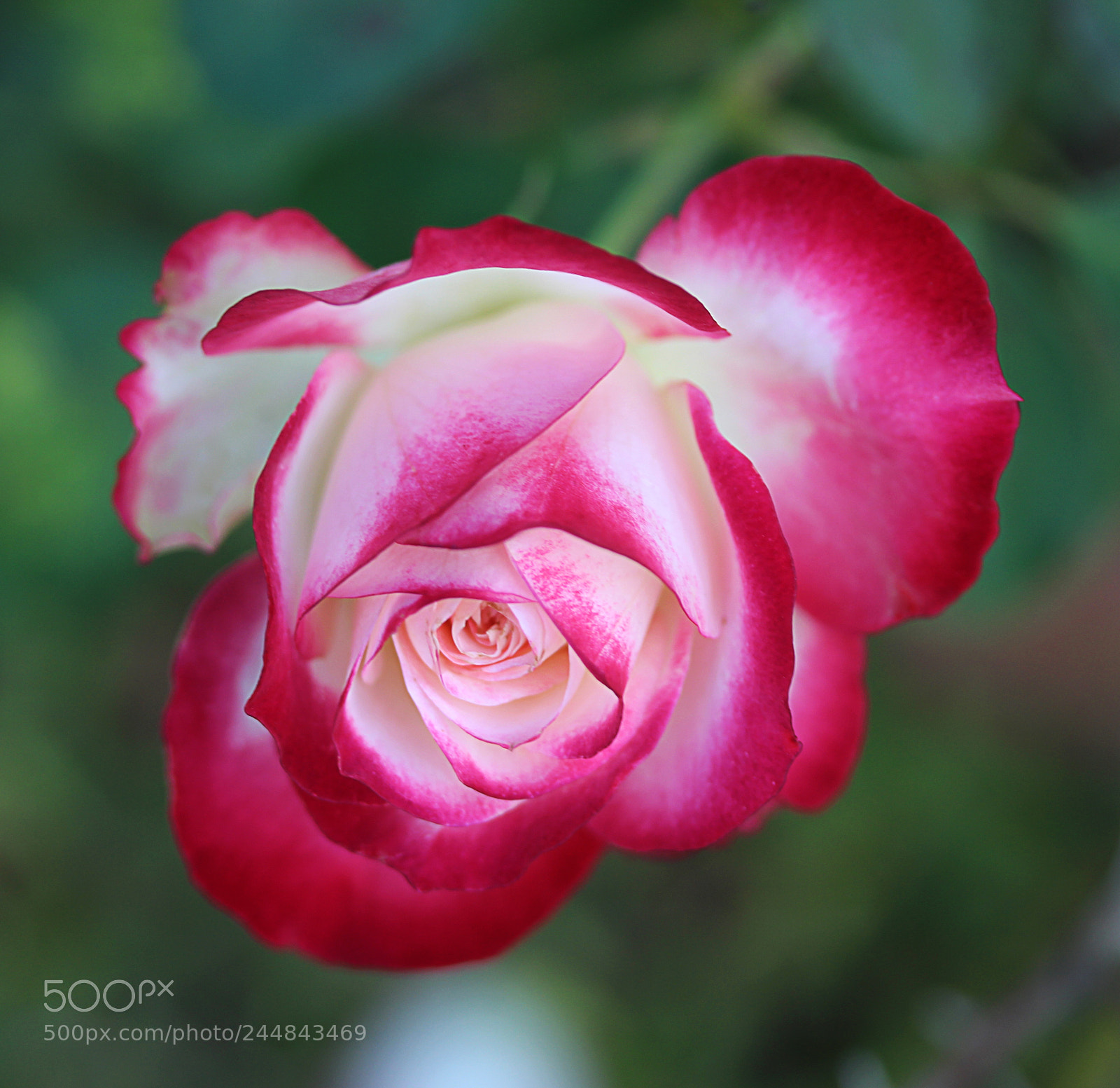 Canon EOS 650D (EOS Rebel T4i / EOS Kiss X6i) sample photo. Cherry parfait rose 19 photography