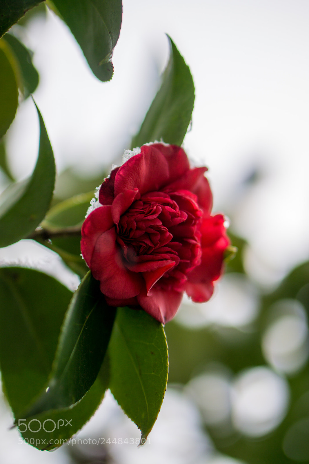 Sony a6000 sample photo. Snow dusted red camellia photography