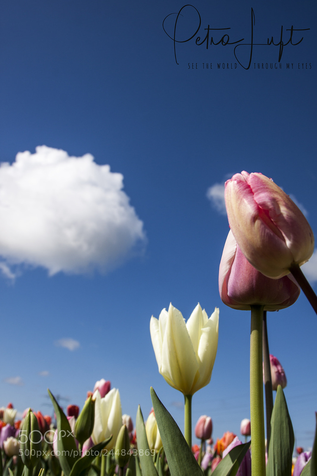 Canon EOS 50D sample photo. Tulips photography